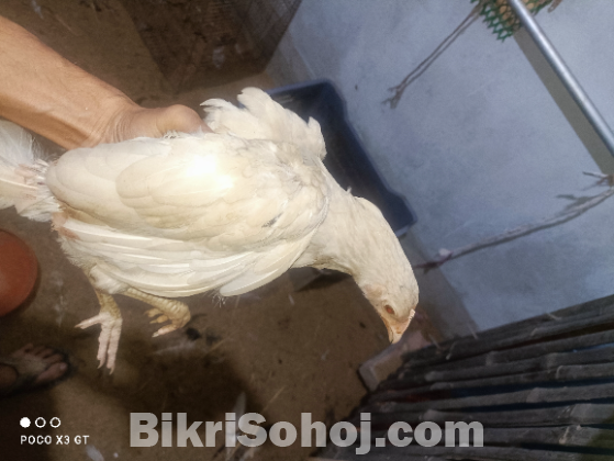 দেশি মোরগ মুরগী